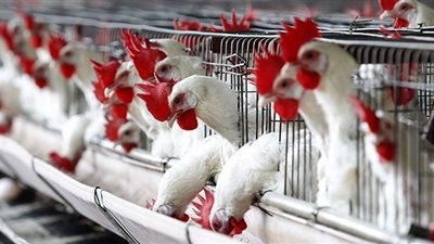 انخفاض أسعار الدواجن اليوم الجمعة 16 / 6 / 2017