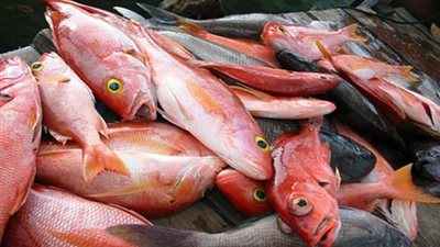 توقعات بعودة 85% من مستوردي الأسماك للقطاع بعد الإعفاءات الجمركية 