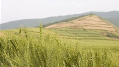 تجار: إيران تصدر 35 ألف طن من القمح إلى سلطنة عمان