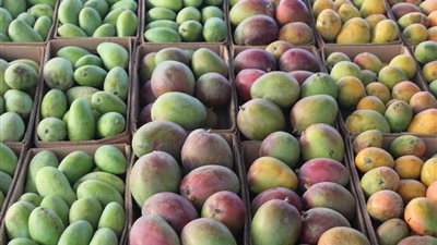 «مانجو زبدية» الأعلى سعرًا بأسواق الفاكهة.. والكليو بـ 15 جنيها 