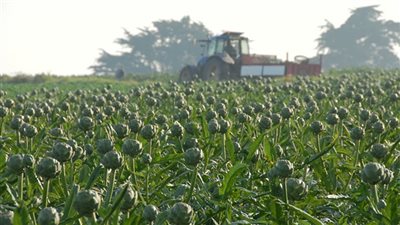 10 ملايين جنيه خسائر سنوية للنصر للحاصلات الزراعية