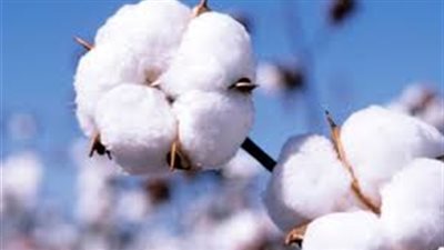 7839 فدانا مزروعة بالقطن خلال الموسم الحالي بدمياط