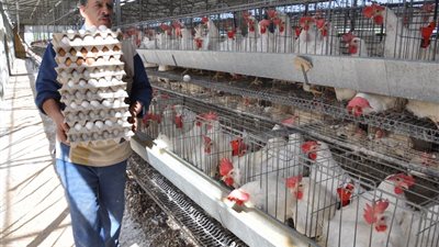 عبدالعزيز السيد : تراجع أسعار الدواجن عقب عيد الفطر 