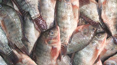 البلطي يرتفع لـ28 جنيهًا في أسواق الجملة