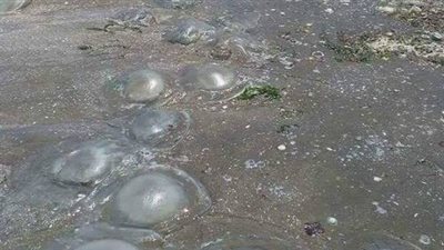 معلومات تستحق القراءة عن قنديل البحر