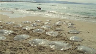 المحافظ: شواطئ مرسى مطروح خالية من القناديل