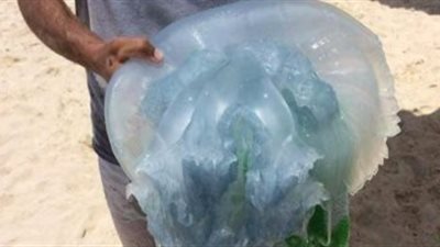 البيئة: تراجع أعداد قناديل البحر على الشواطىء التى تم إجراء مسح لها