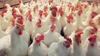 أسعار الدواجن اليوم الثلاثاء.. والبلدي بـ37 جنيهًا