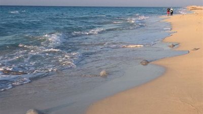 الحكومة تنفي وجود علاقة بين قناة السويس الجديدة وظاهرة قناديل البحر