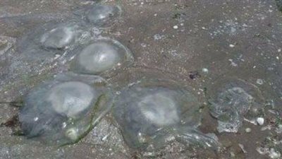 فرق ميدانية لرصد قناديل البحر بشواطىء بورسعيد وجمصة وبلطيم ورأس البر