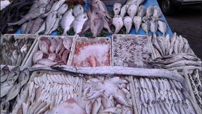 أسعار الأسماك اليوم.. والكابوريا بـ90 جنيهًا
