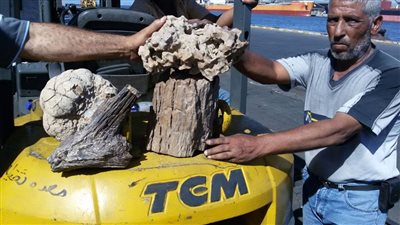 إحباط تهريب أشجار متحجرة وحفريات نادرة بـ«الدخيلة»