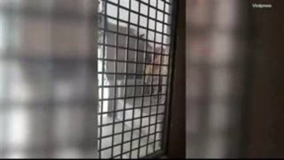 بالفيديو.. نمر وحشي يهاجم عائلة داخل منزلها