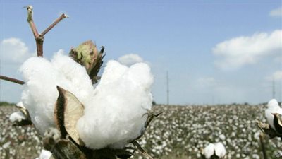 الحكومة تراهن على عودة صادرات القطن الفاخر