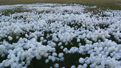 مفاجأة.. «الوادى لتجارة الاقطان» تعلن ارتفاع أسعار القطن 