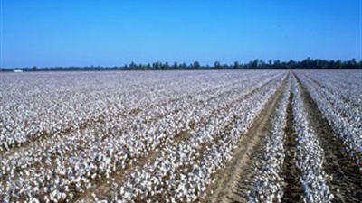 زراعة 79 ألفا و300 فدان قطن بكفر الشيخ