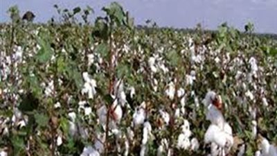 نجم: الإنتاج المحلى من القطن تراجع خلال الموسم