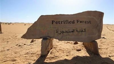 رغم عرض ثلث المحمية في مزاد.. «الوزراء» تنفي بيع «الغابة المتحجرة»