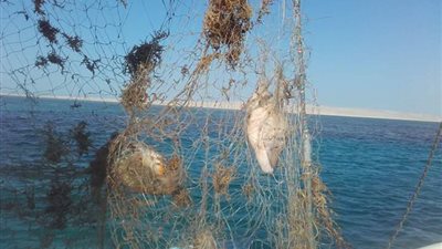 بالصور.. حملة لتنظيف مياه البحر الأحمر من الشباك الملقاة على الشعب المرجانية