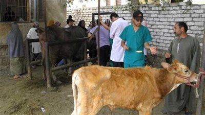تحصين 191 ألف رأس ماشية ضد الأمراض الوبائية بالشرقية