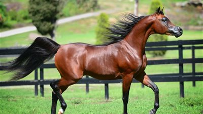 مغادرة أول شحنة من الخيول العربية بعد 7 سنوات من منع تصديرها