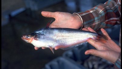 «الزراعة»: الأسماك النيلية بصحة جيدة