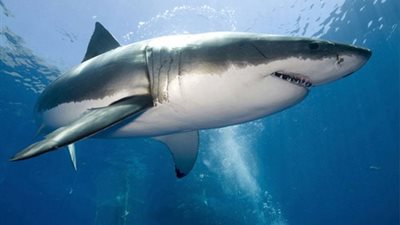 روسيا تحذر من ظهور القرش الابيض بالغردقة 