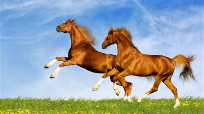 بعد استئناف تصديرها لأول مرة منذ 7 سنوات.. 8 معلومات عن الخيول العربية 