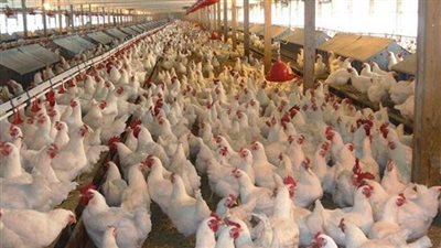 كيلو الفراخ البيضاء بـ28 جنيها.. والبلدي بـ37