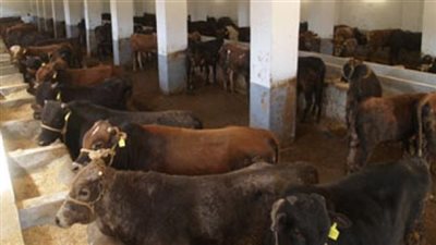 «الزراعة» تطرح 49 ألف رأس من الماشية البلدية بأسعار مخفضة