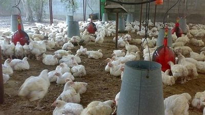 الثروة الداجنة تبحث عملية تطوير وتحديث الهيكلة.. غدًا