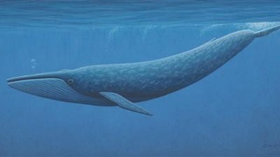 لعبة «الحوت الأزرق» تحصد أرواح الشباب حول العالم