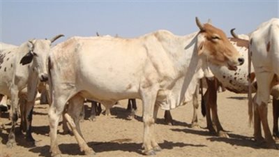 السودان تنفذ «التعداد الحيواني» عبر الأقمار الصناعية