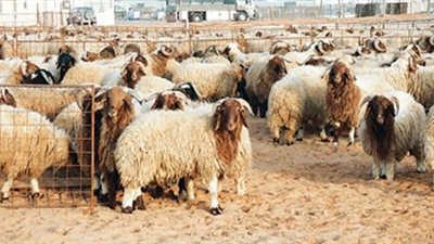 بالصور.. تعرف على منافذ «الزراعة» لطرح الأضاحي بأسعار مخفضة