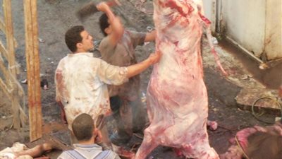 محافظ الإسكندرية: حظر ذبح الأضاحى فى الشوارع