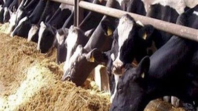  طرح 17 ألف رأس من الماشية فى 114 منفذًا بالشرقية