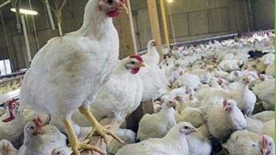 تراجع أسعار الدواجن.. والبلدي بـ37 جنيها