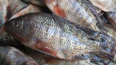 «الزراعة»: تصدير 10 آلاف وحدة زريعة بلطي مصري إلى اليمن