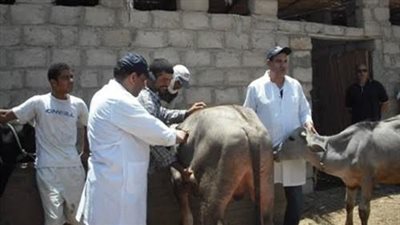 تحصين 226 ألف رأس ماشية ضد الحمى القلاعية بالبحيرة
