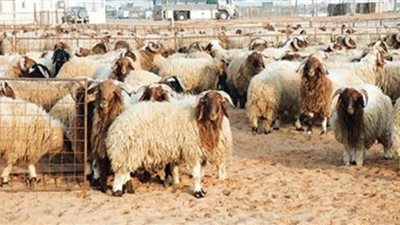 «الزراعة» تواصل حجز الأضاحي في جم­عيات الثروة الحيوانية بالمحافظات