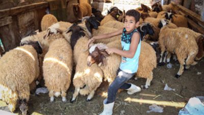 «الداخلية» توفر أضاحى العيد بمنافذ «أمان» بأسعار مخفضة 