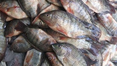 «التموين» تضبط 900 كيلو أسماك فاسدة