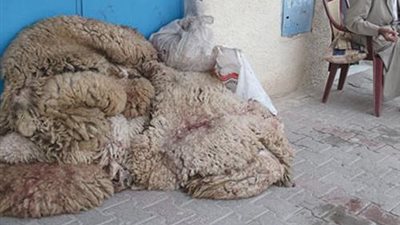 الشعبة: تراجع كمية الجلود خلال موسم عيد الأضحى
