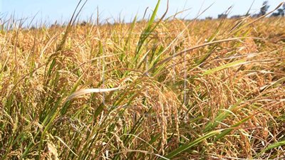 «زراعة الشرقية» تعلن حصاد 15 ألف فدان من محصول الأرز