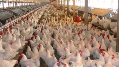 «الزراعة» تتلقى 36 طلبًا من شركات الدواجن لنقل مزارعها لـ«الصحراوى»