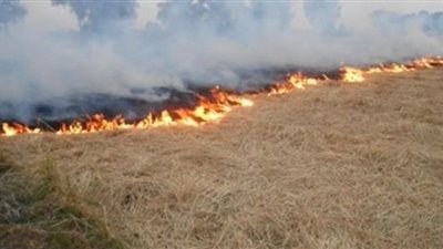  السيطرة على حريق بـ 4 أفدنة من أكوام قش الأرز بكفر الشيخ