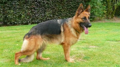 مرتب «الكلب البوليسي» 9 آلاف جنيه شهريًا 