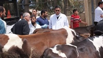 قوافل بيطرية مجانية بالأماكن المحرومة بقرى البحيرة أكتوبر المقبل