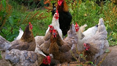 انخفاض أسعار الدواجن اليوم الثلاثاء 10-10-2017.. الكيلو بـ27 جنيها