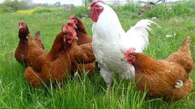 أسعار الدواجن اليوم.. والبلدي بـ37 جنيهًا